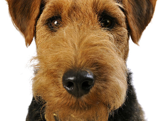 veterinary compounding medication